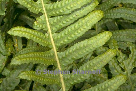 polypodium californicum 2 graphic